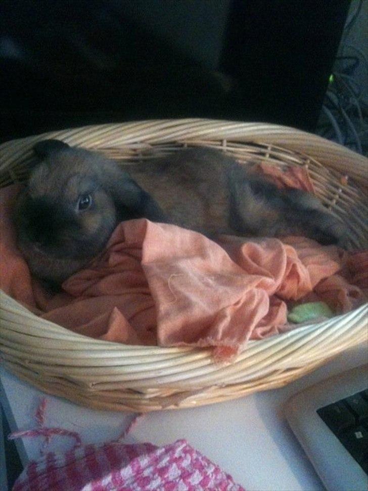 Kanin Naked Nagini Tosqua - Tosqua hygger sig i sin kurv :) mens jeg hygger ved PC'en :) NYT billede 7