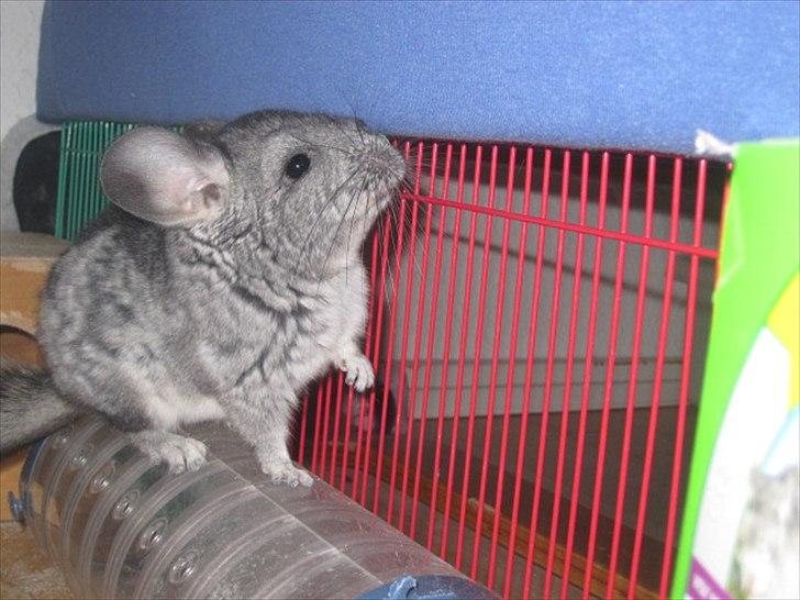 Chinchilla Wilma *aflivet d. 04-06-2012* - Juli 2011 billede 5