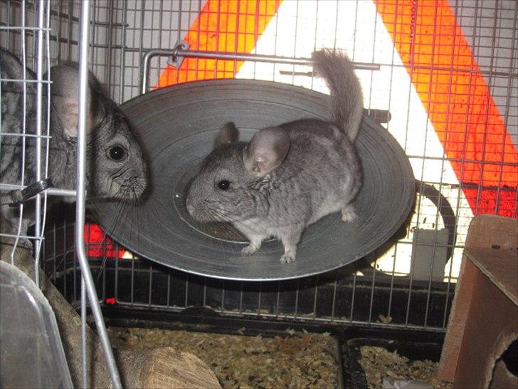 Chinchilla Wilma *aflivet d. 04-06-2012* - Juli 2011 billede 7