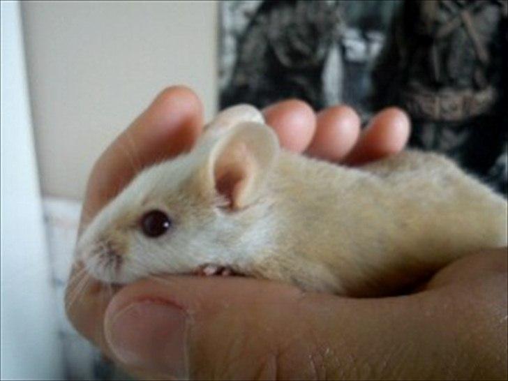 Natalmus Frøken billede 3