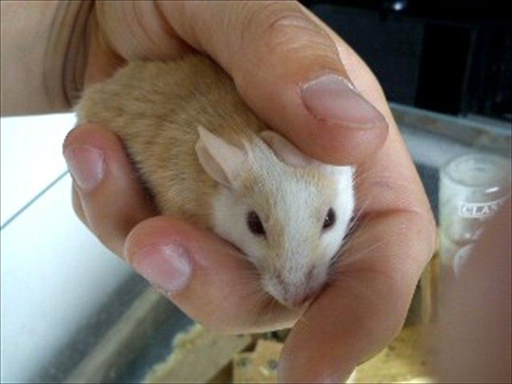 Natalmus Frøken billede 4