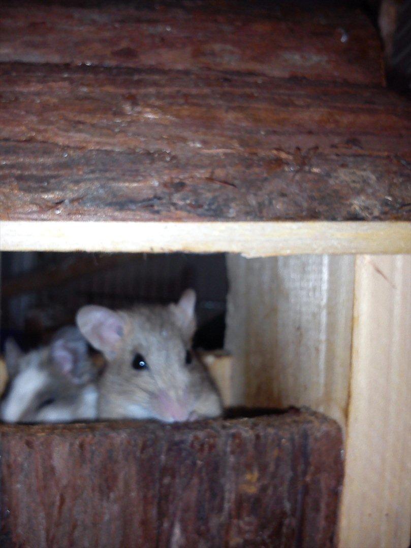 Natalmus Kaptajn Piv billede 5