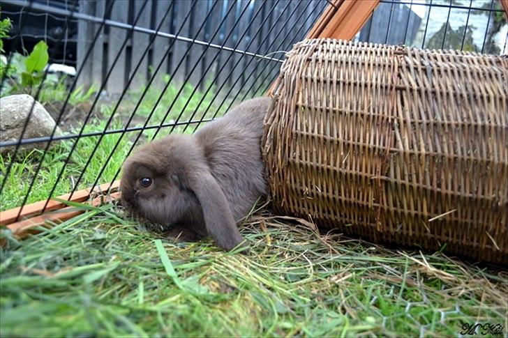 Kanin *Brown Chokolate* - 15 juli 2011... billede 2