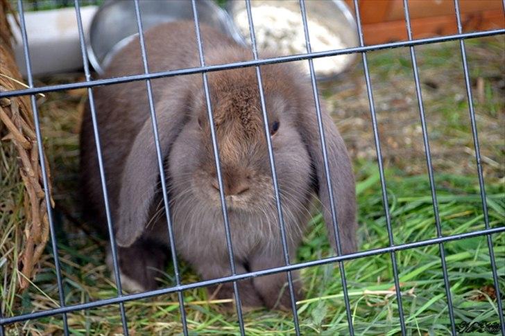 Kanin *Brown Chokolate* - 15 juli 2011... billede 3