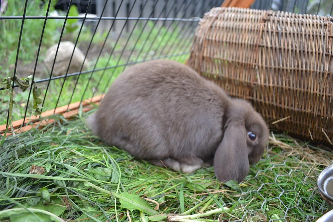 Kanin *Brown Chokolate* - 15 juli 2011... billede 4