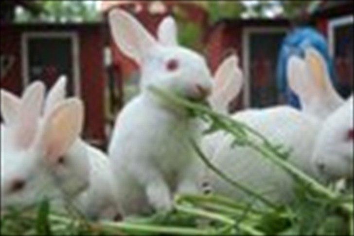 Kanin Marduk billede 1