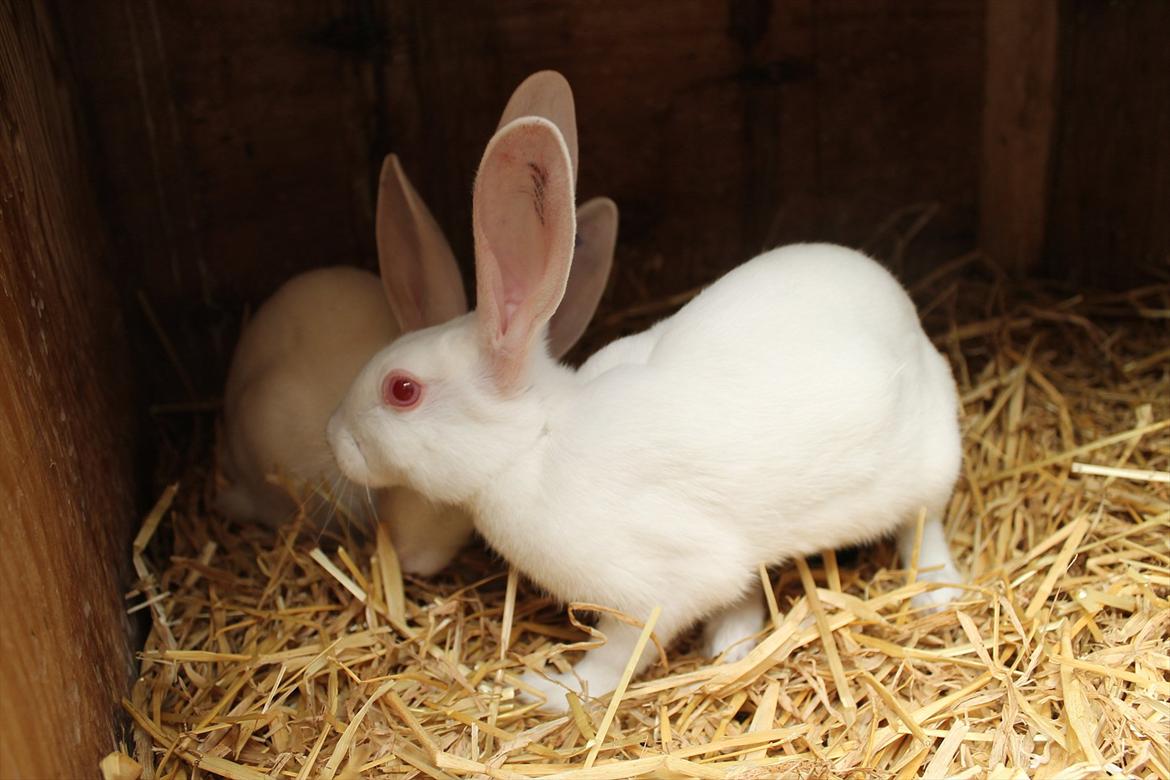 Kanin Marduk billede 2