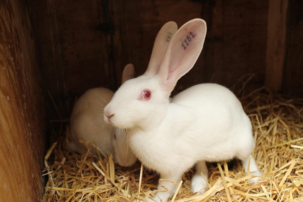 Kanin Marduk billede 3