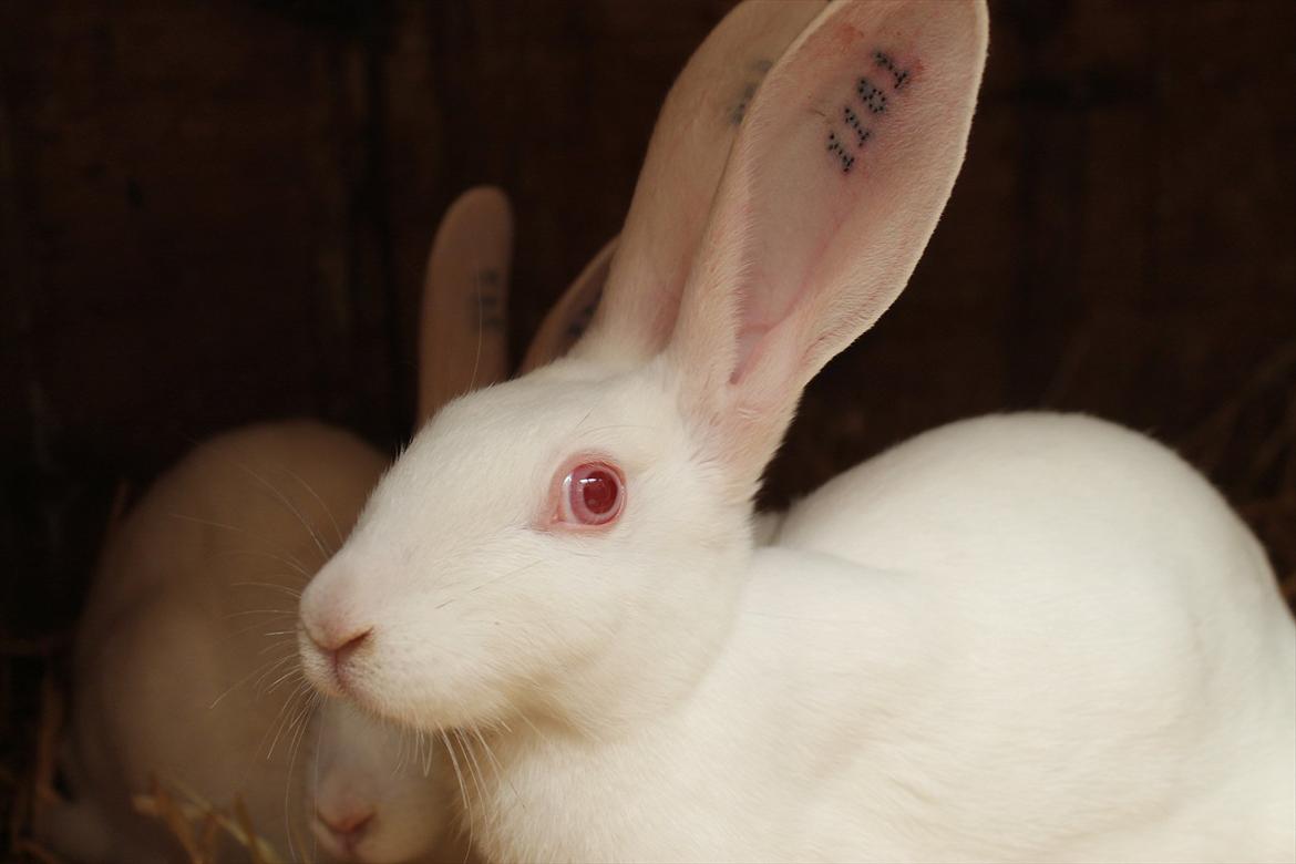 Kanin Marduk billede 4