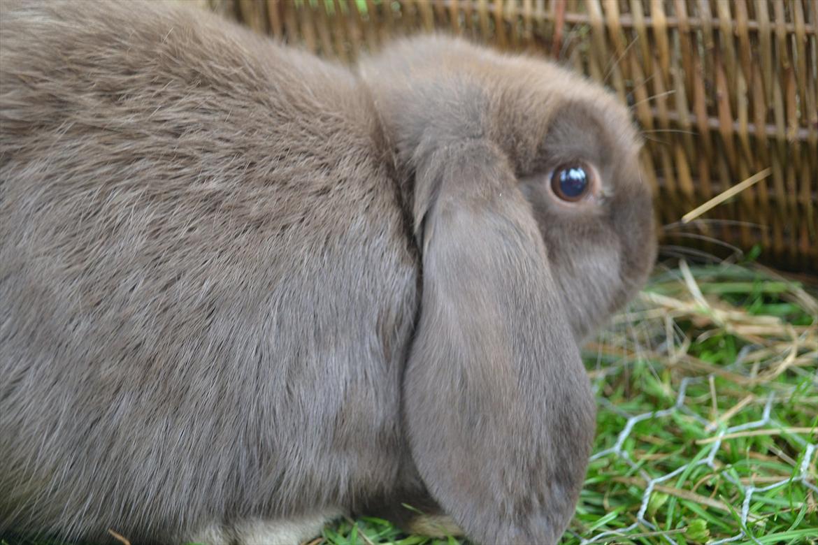 Kanin *Brown Chokolate* - 15 juli 2011... billede 5