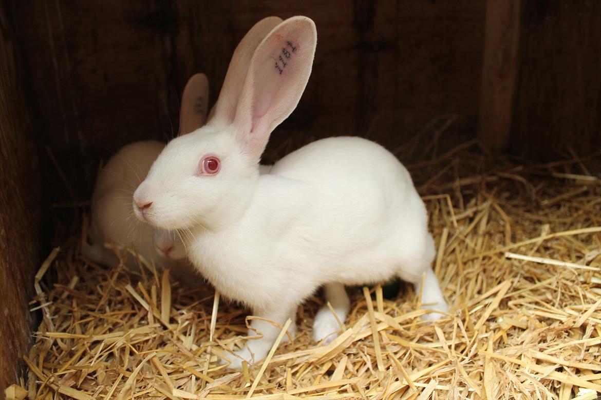 Kanin Marduk billede 5