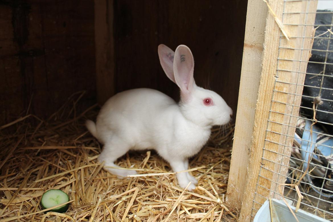 Kanin Marduk billede 6