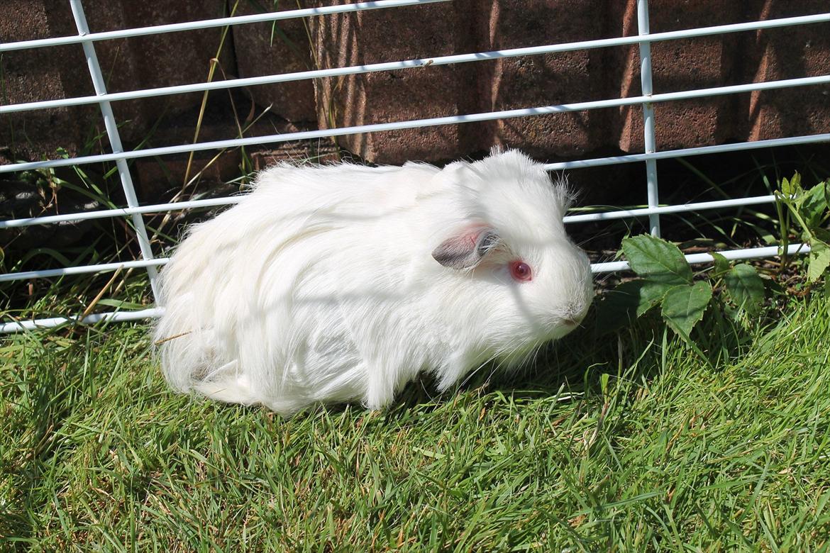 Marsvin Oline billede 6