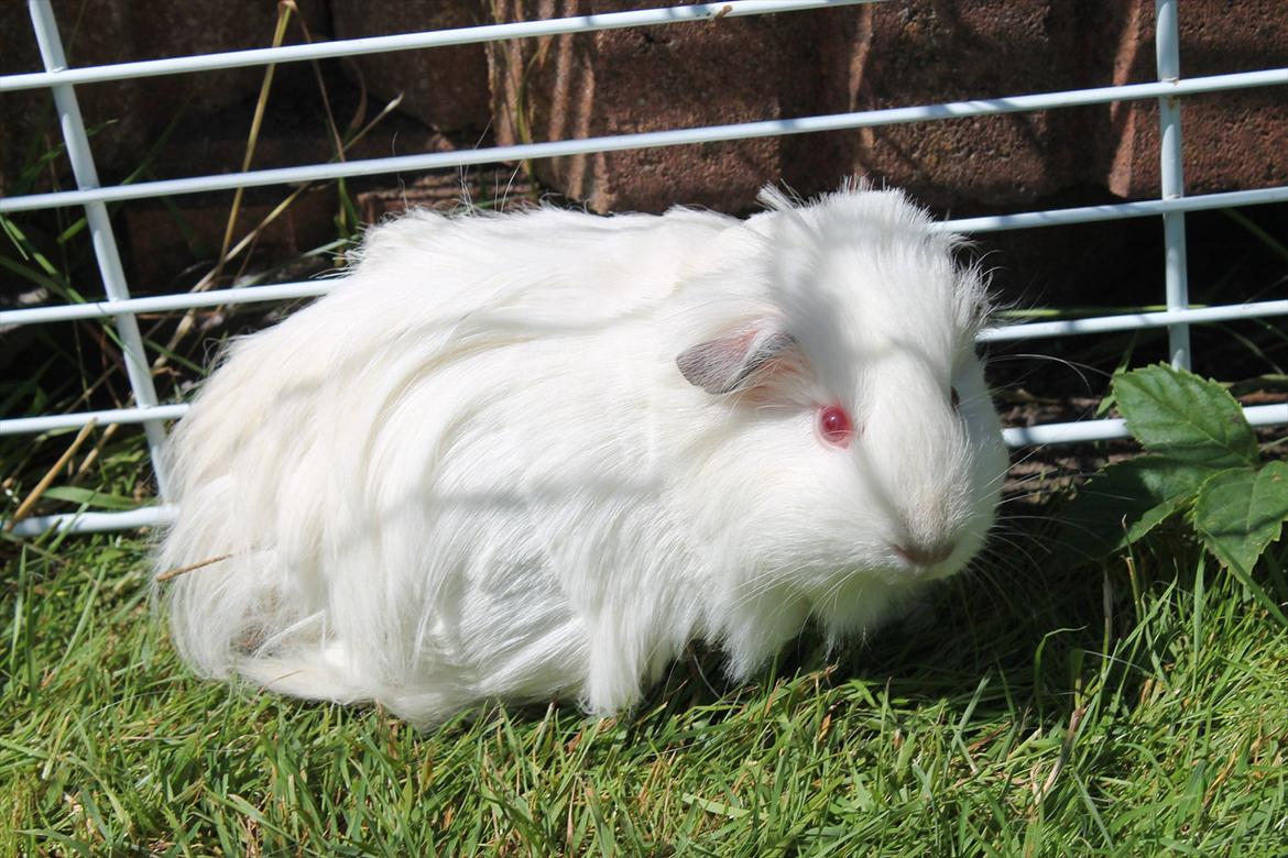 Marsvin Oline billede 7