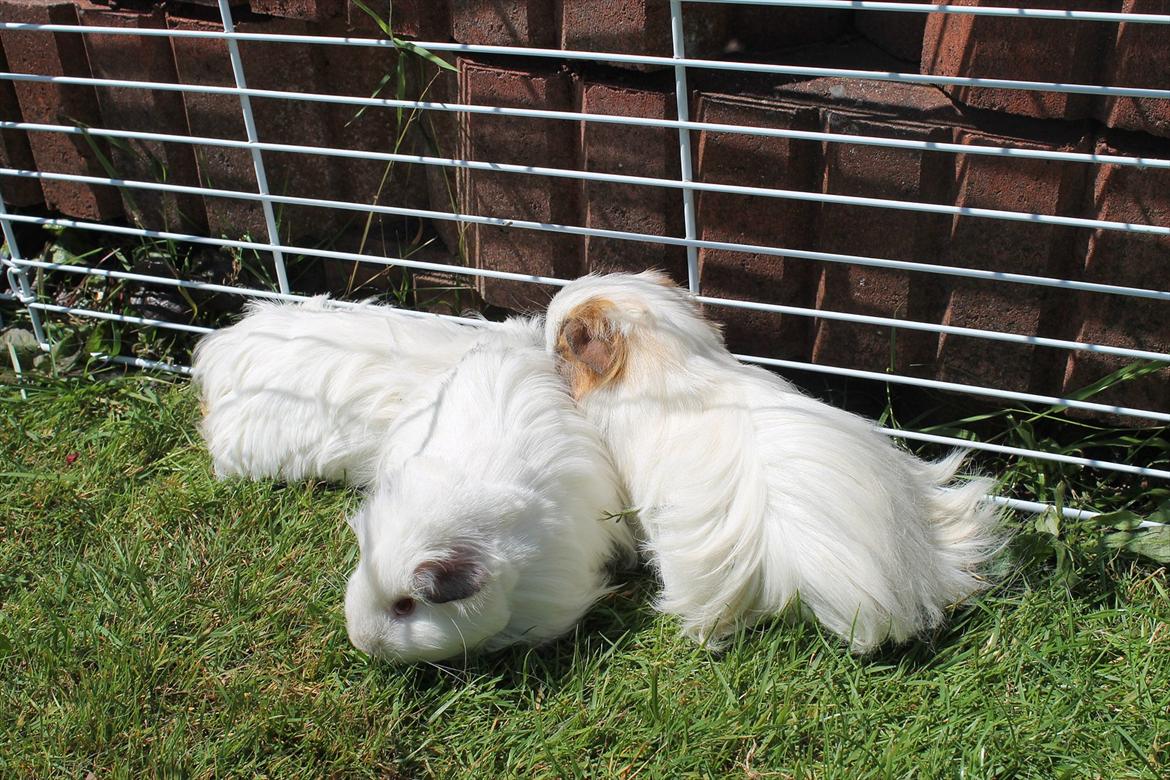 Marsvin Oline - Oline med to af sine burkammerater. billede 8