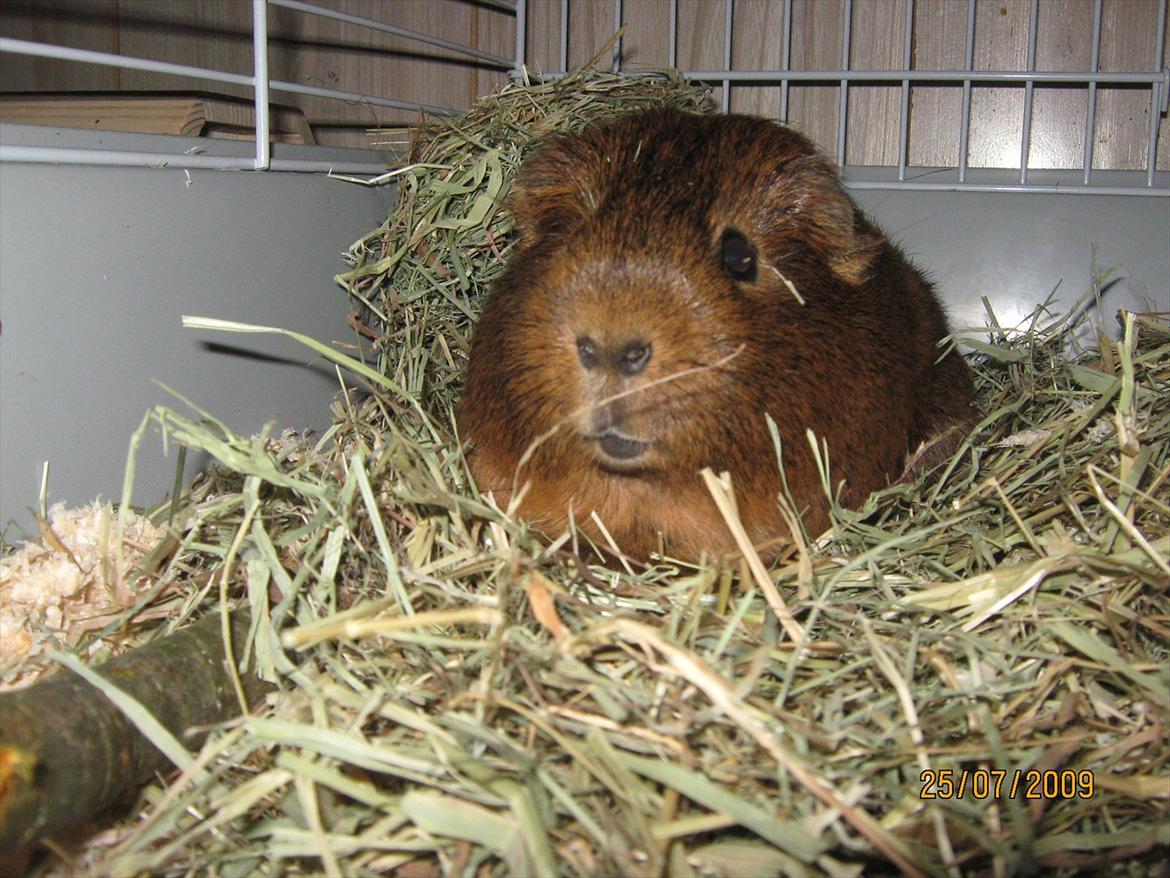 Marsvin Snusen Junior † R.I.P.† - Snusen i buret ;). billede 16