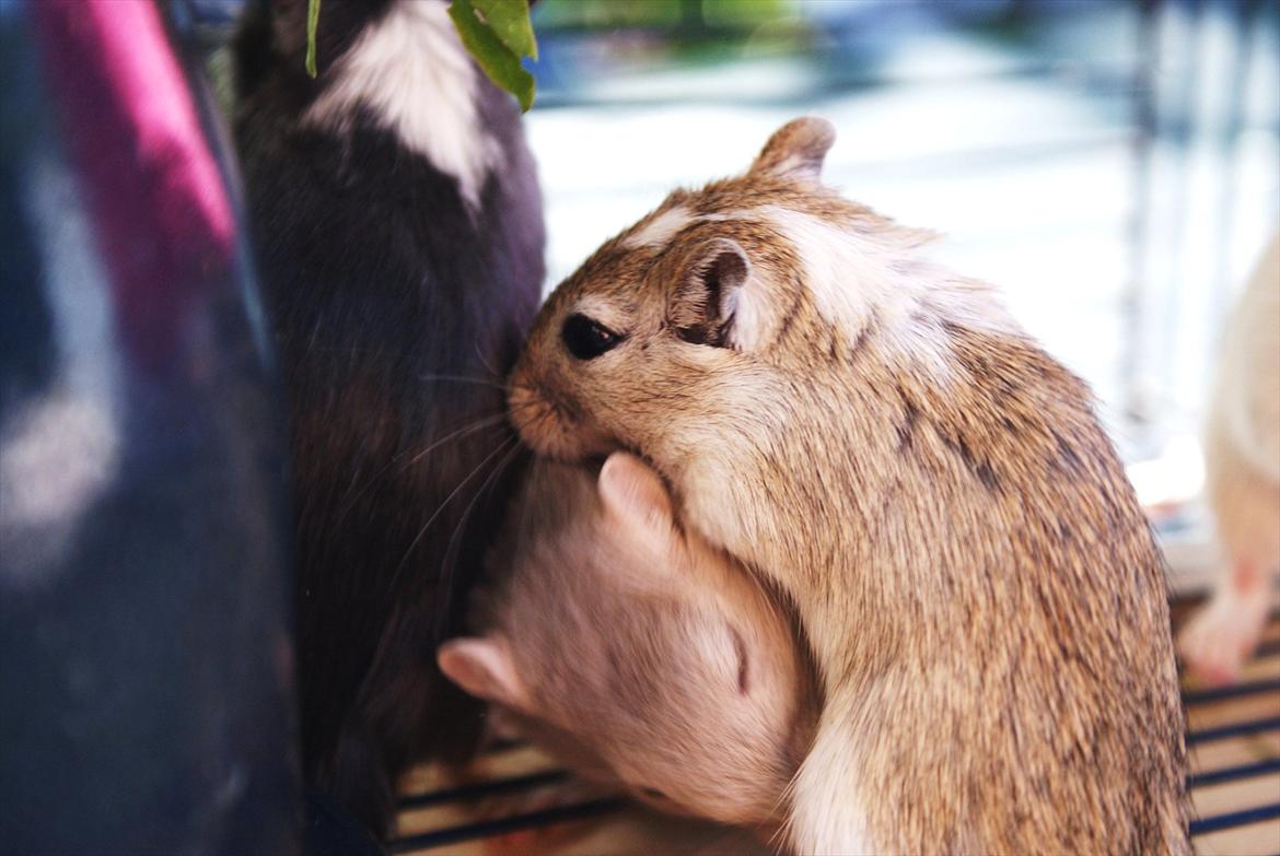 Ørkenrotte Spotligt * Broget Agouti * SOLGT TIL CHERI J billede 2