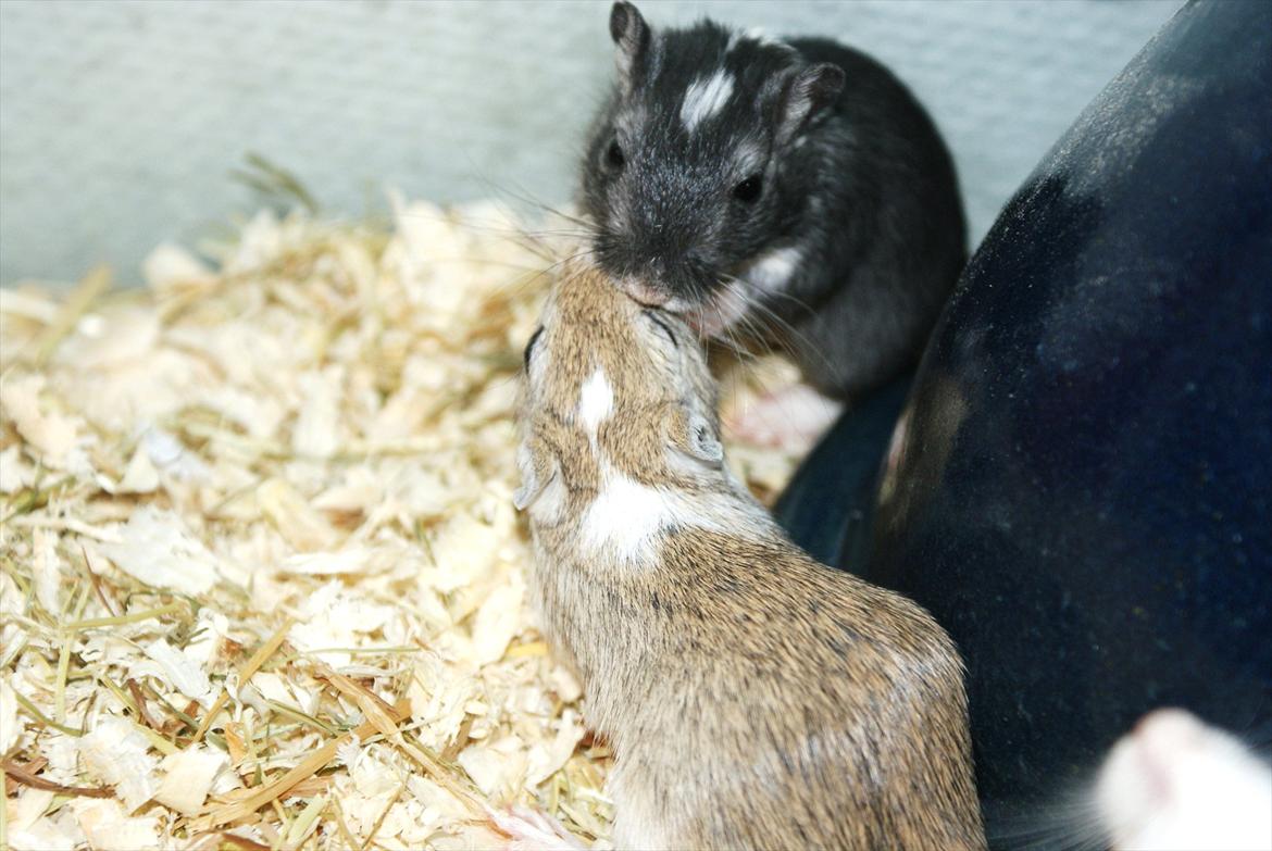 Ørkenrotte Spotligt * Broget Agouti * SOLGT TIL CHERI J billede 3