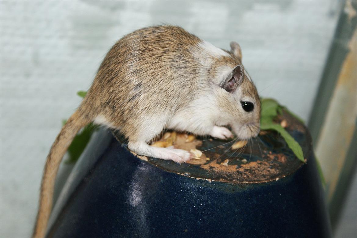 Ørkenrotte Spotligt * Broget Agouti * SOLGT TIL CHERI J billede 1