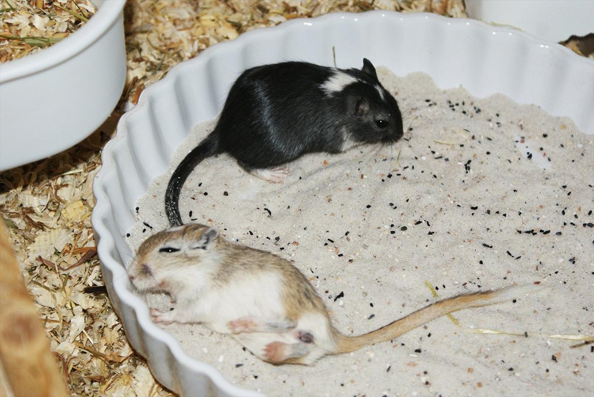 Ørkenrotte Spotligt * Broget Agouti * SOLGT TIL CHERI J billede 4