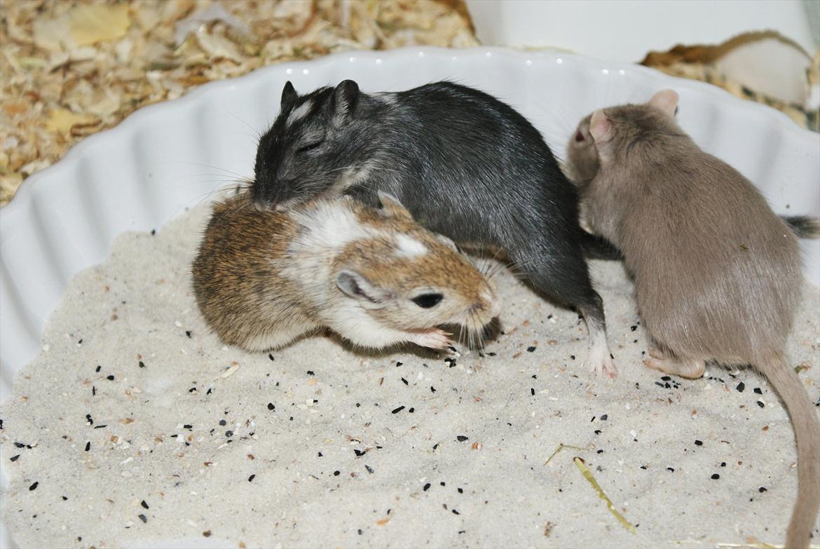 Ørkenrotte Spotligt * Broget Agouti * SOLGT TIL CHERI J billede 5