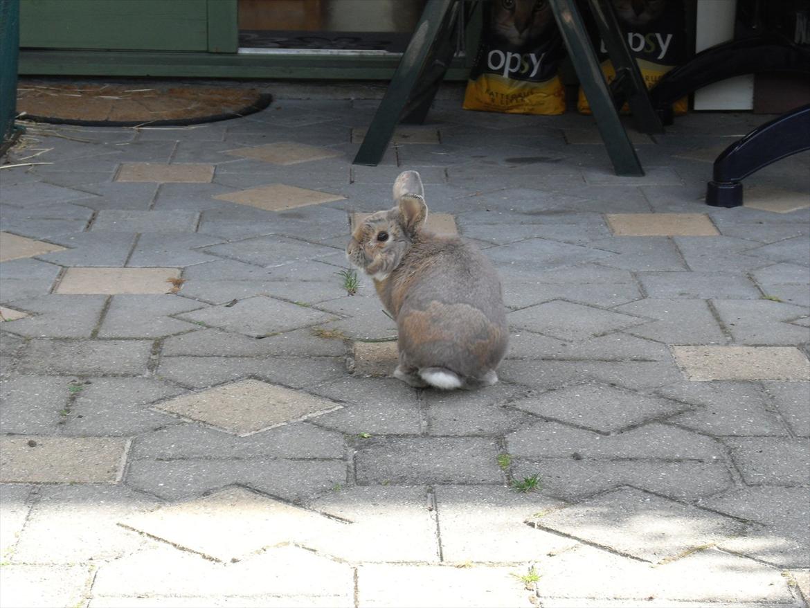 Kanin Stampe - Velkommen til Stampes profil billede 1