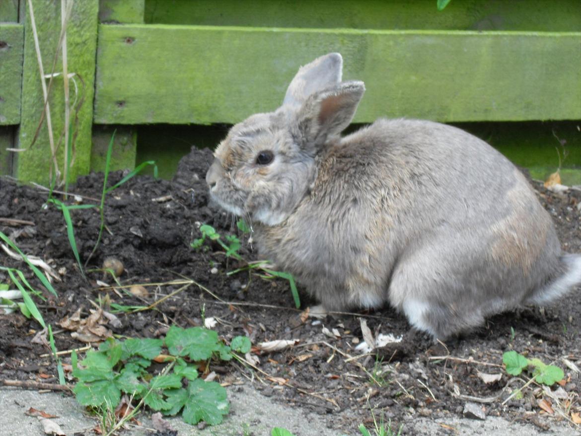 Kanin Stampe billede 2