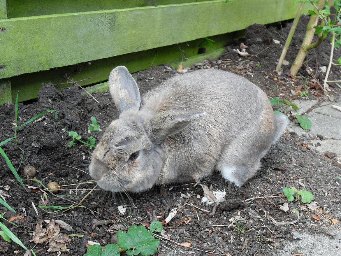 Kanin Stampe billede 3