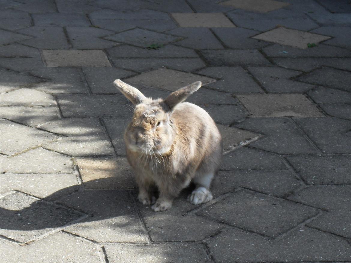 Kanin Stampe billede 4