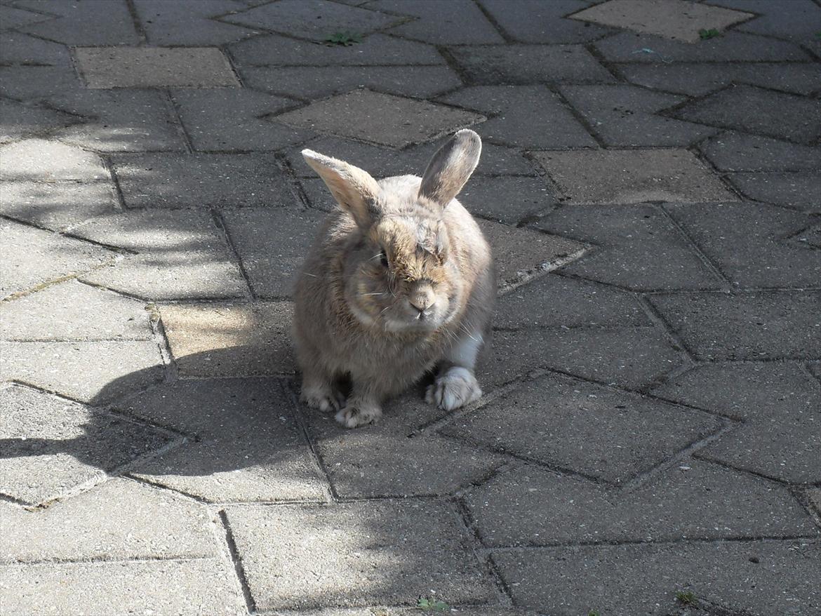 Kanin Stampe billede 5