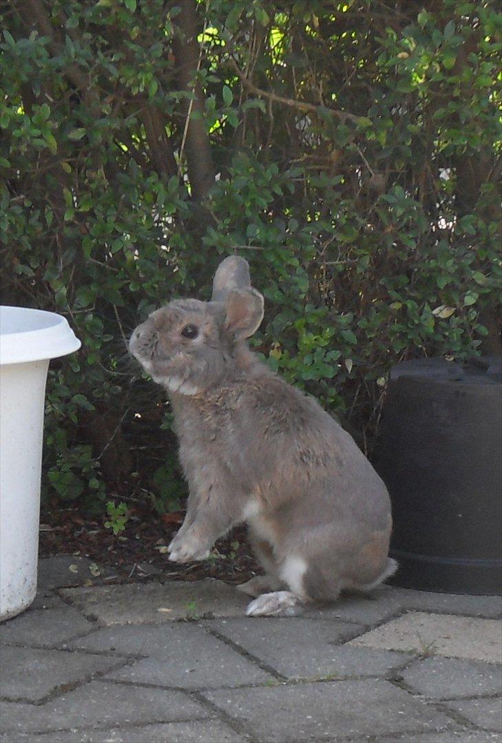 Kanin Stampe - "Orv .. hvad er dog det ???" billede 6