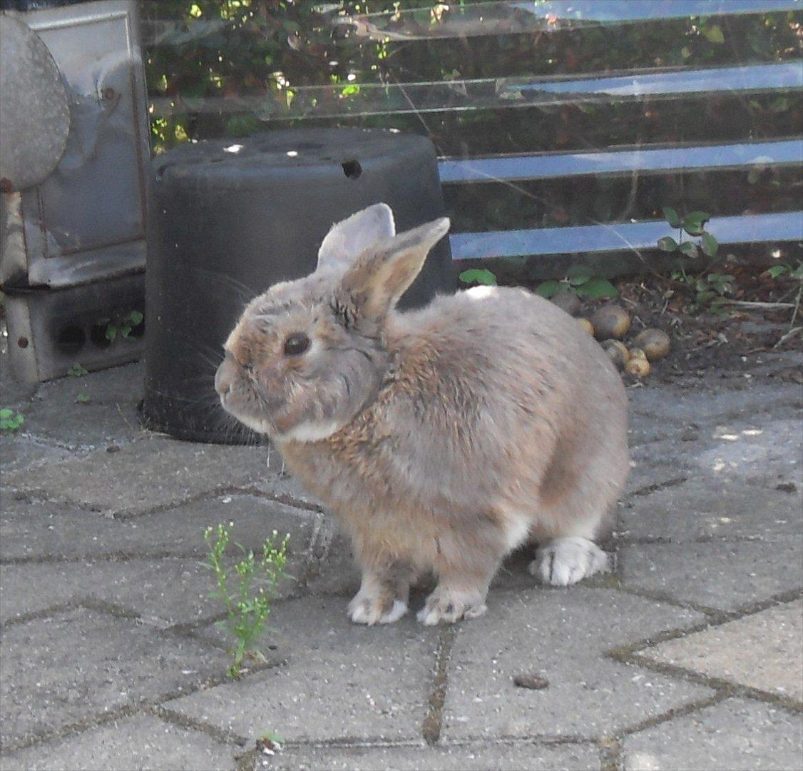 Kanin Stampe billede 7