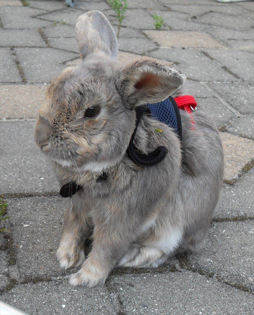 Kanin Stampe - Stampe i sin spring uniform .. han følte dog ikke lige for at springe den dag .. billede 8