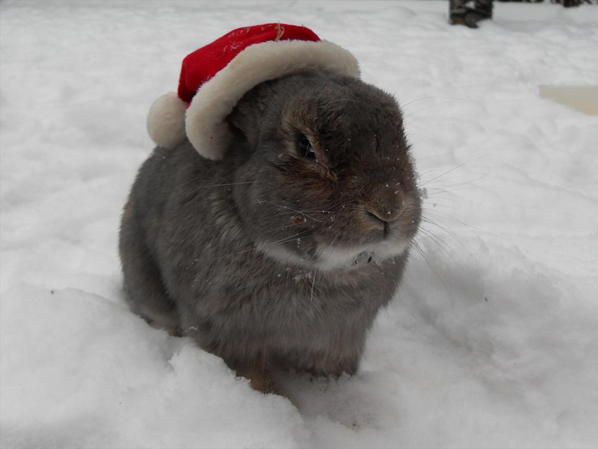 Kanin Stampe - God jul .. når det engang bliver det !! billede 9