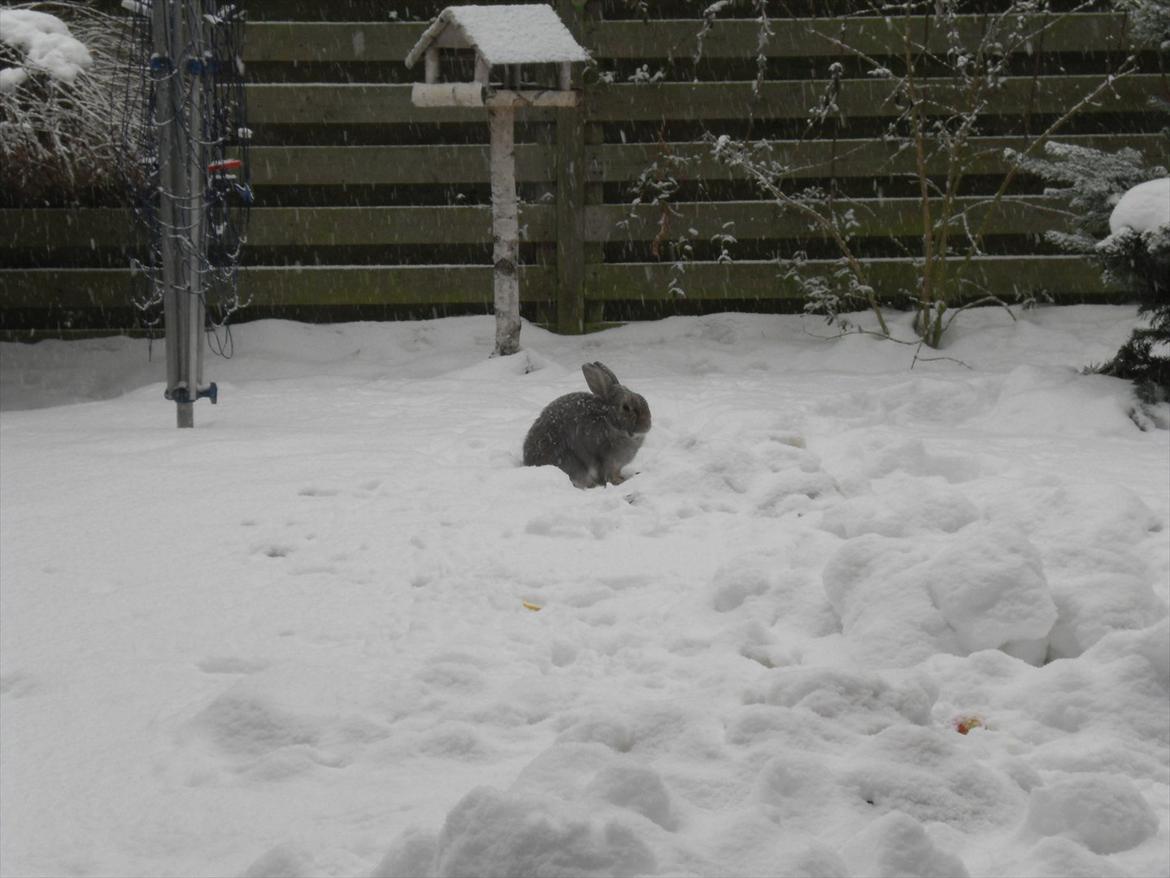 Kanin Stampe - Smukkedyret elsker faktisk at løbe i sne billede 10