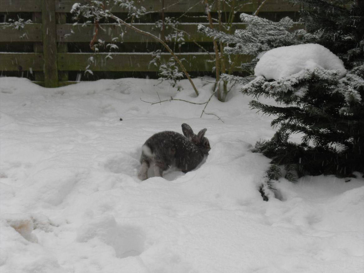 Kanin Stampe billede 11