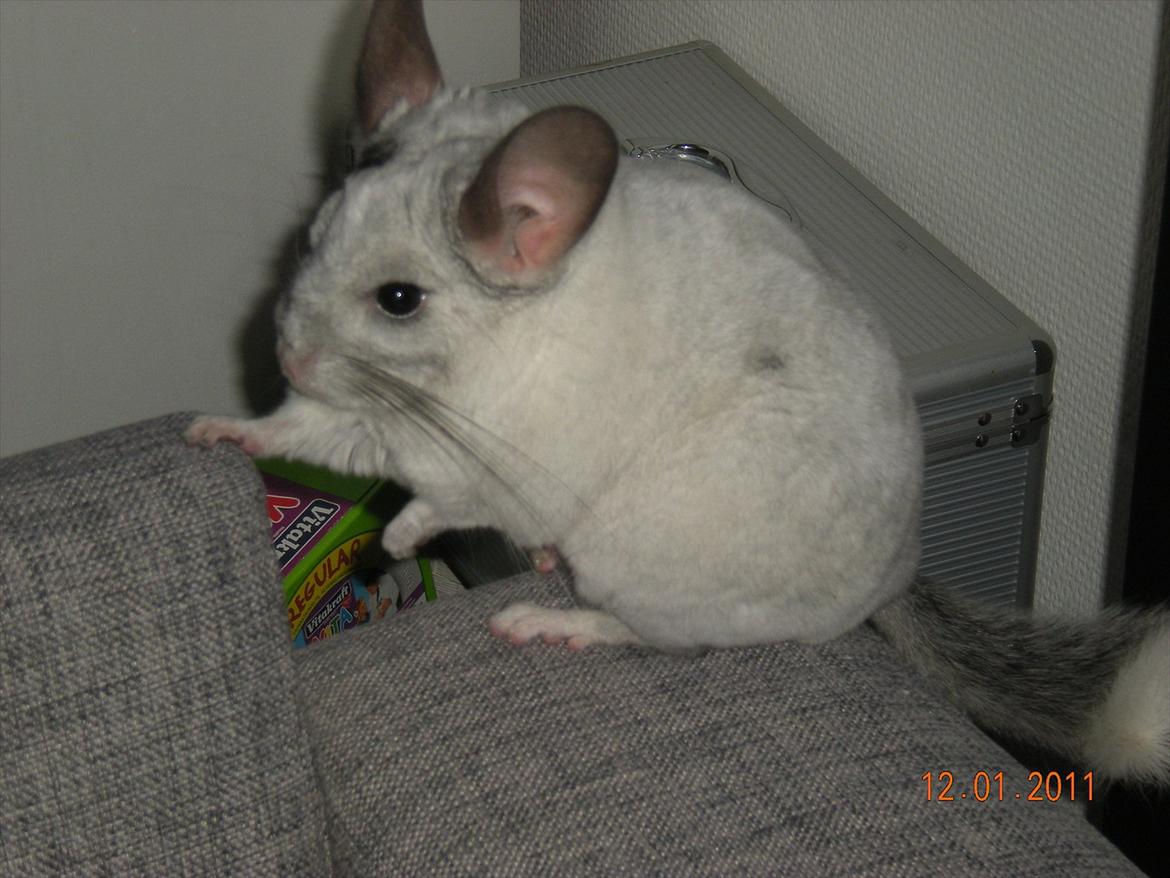 Chinchilla Jack billede 1