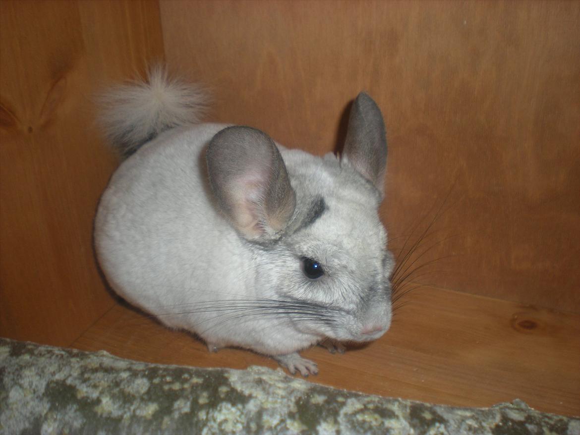 Chinchilla Jack billede 3