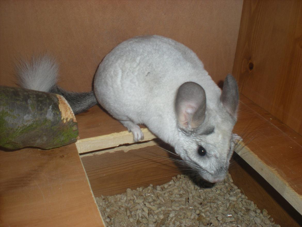 Chinchilla Jack billede 4