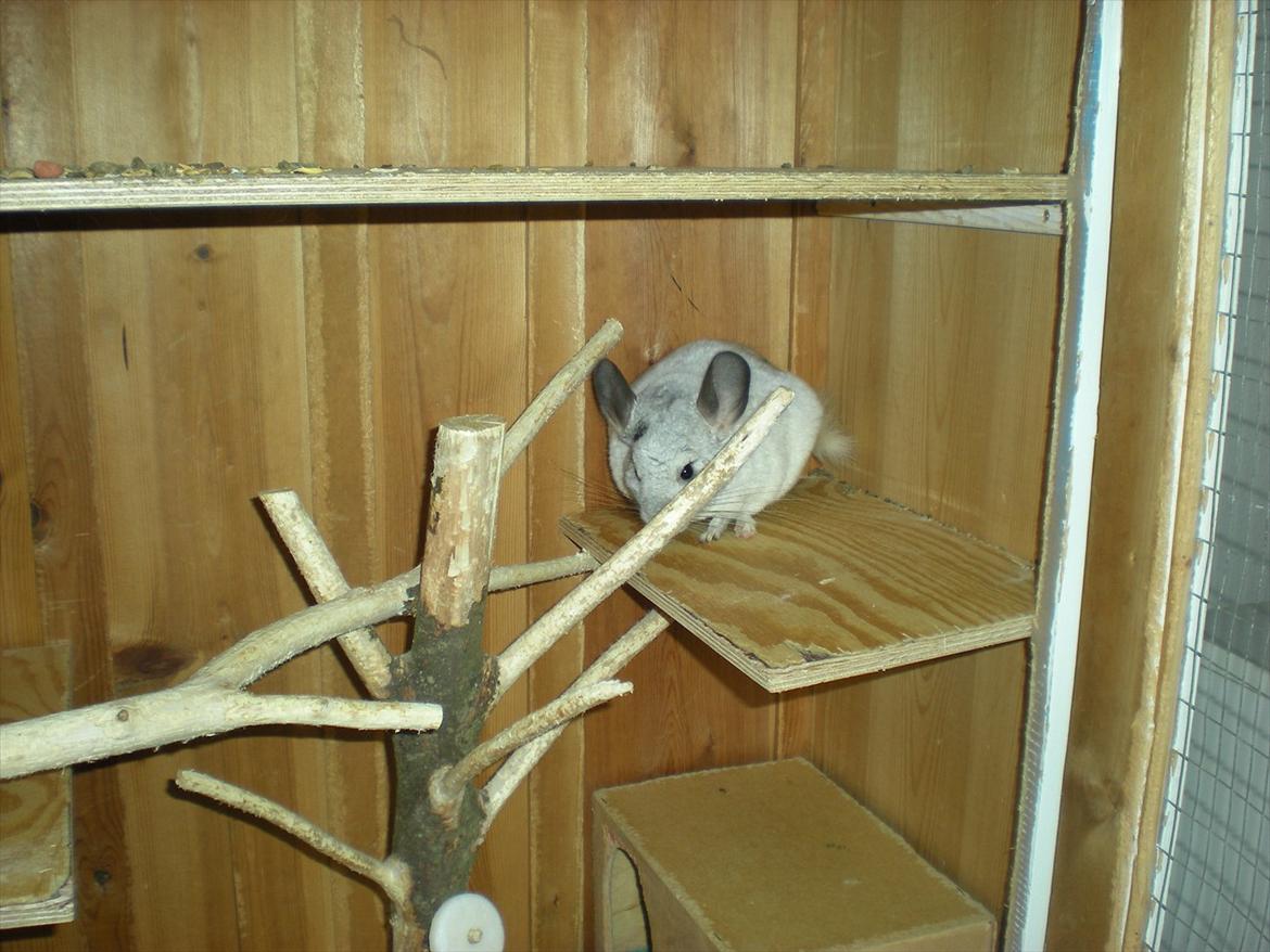 Chinchilla Jack billede 5