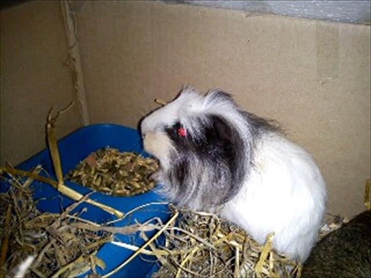 Marsvin Speed billede 1