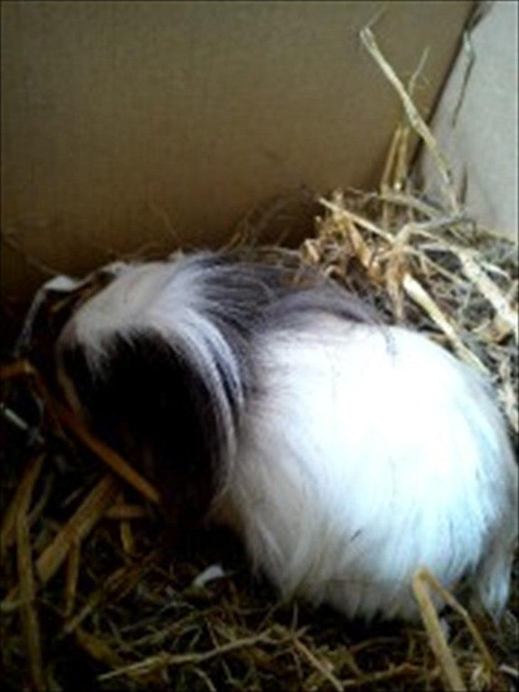 Marsvin Speed billede 2