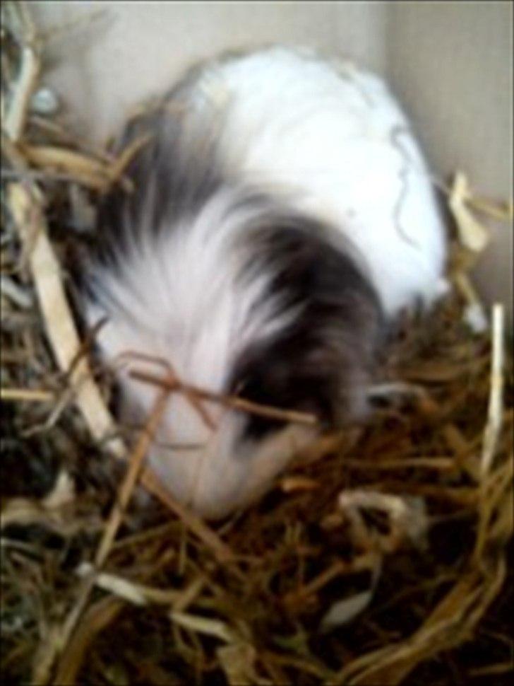 Marsvin Speed billede 3