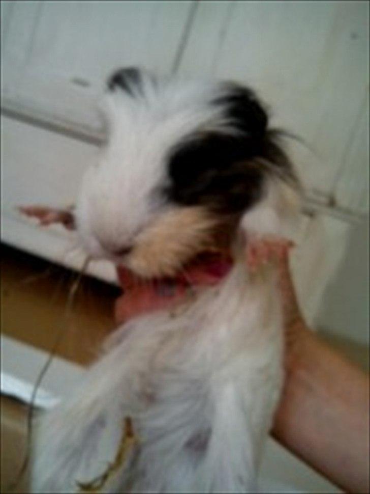 Marsvin Speed billede 4