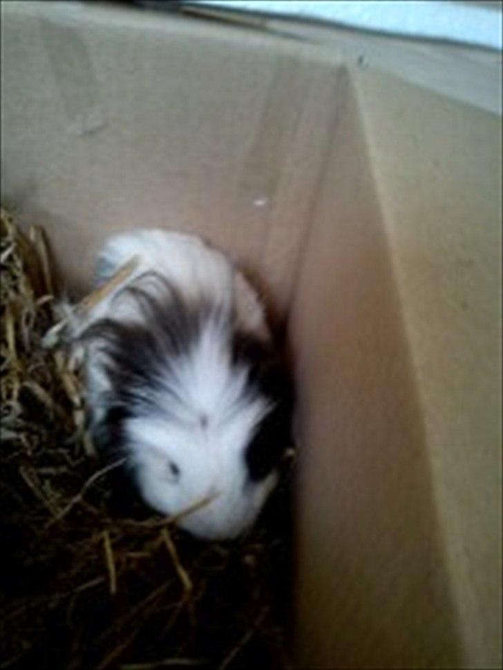 Marsvin Speed billede 5