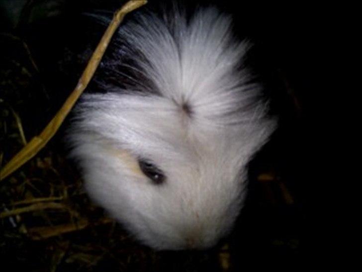 Marsvin Speed billede 7