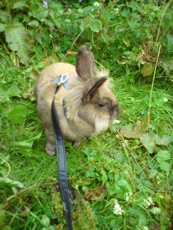 Kanin floffy billede 10