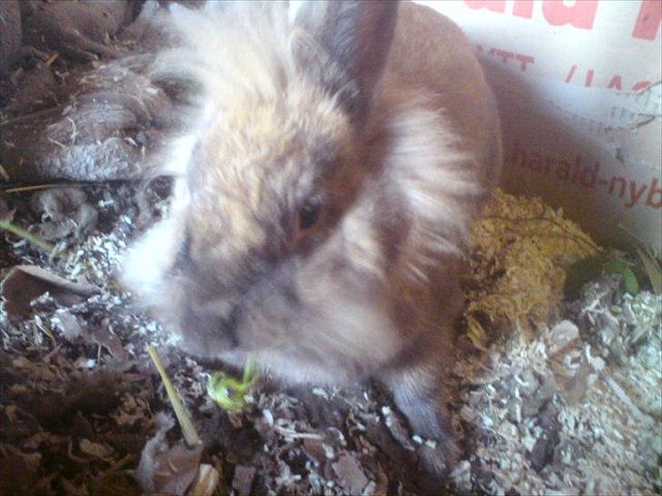 Kanin floffy billede 7