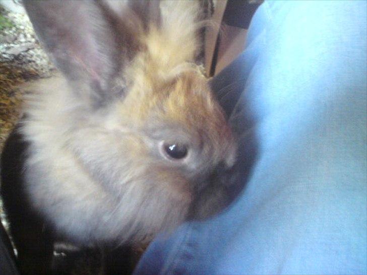 Kanin floffy billede 8