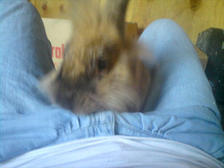 Kanin floffy billede 9